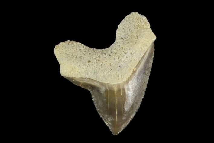 Fossil Shark (Squalicorax) Tooth - Kansas #115672